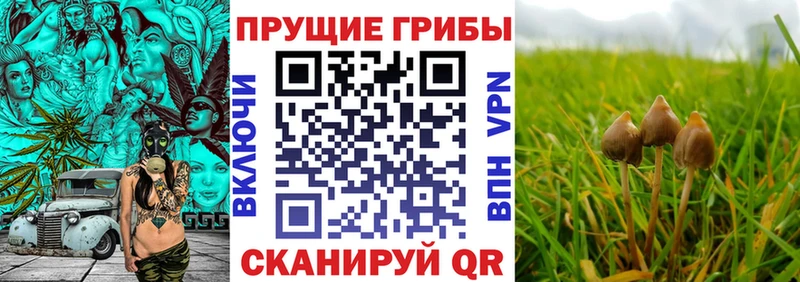 Галлюциногенные грибы Psilocybe  Пущино 